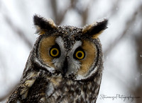 Long Eared Owls