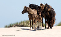 Sable Island Horses
