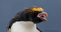 Macoroni Penguins